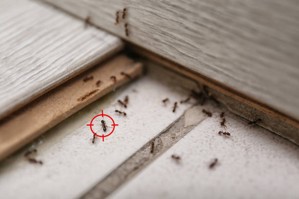 Best Local Pest Control Services  in Lake Shore, MN