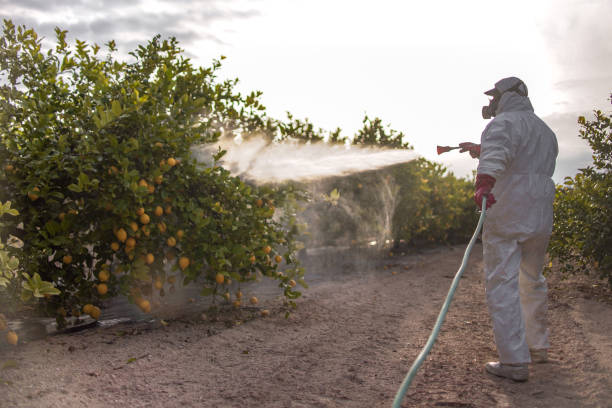 Best Bed Bug Extermination  in Lake Shore, MN
