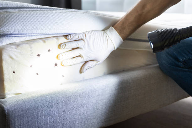 Best Flea Control Services  in Lake Shore, MN