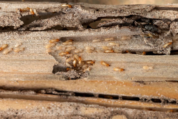 Best Best Pest Control Companies  in Lake Shore, MN