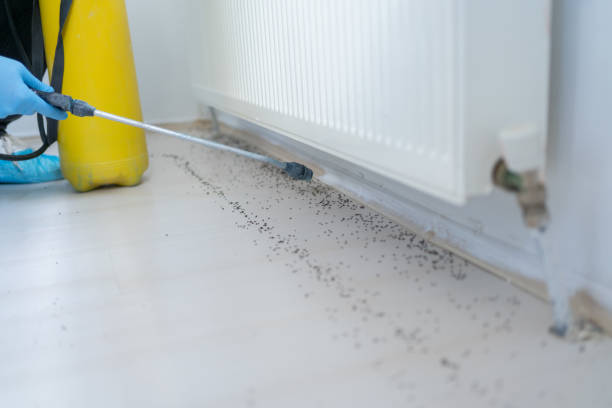 Best Pest Control for Homes  in Lake Shore, MN