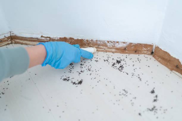 Best Pest Prevention Services  in Lake Shore, MN
